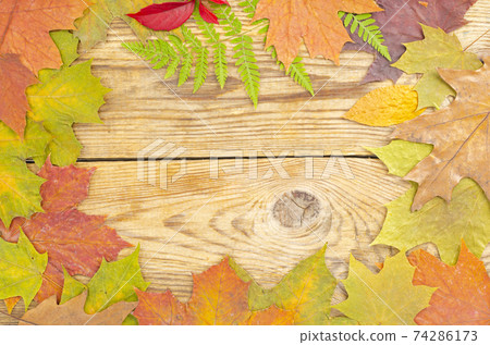 Collage, frame from autumn bright leaves and berries on wooden background. Studio Photo 74286173