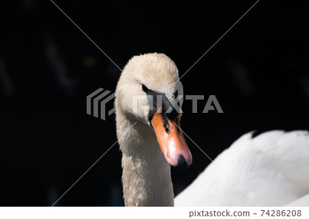 white swan swims in a dark lake white swan swims in a dark lake 74286208