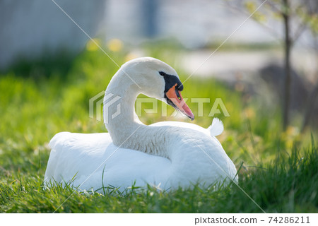 white swan lying on a meadow and resting 74286211