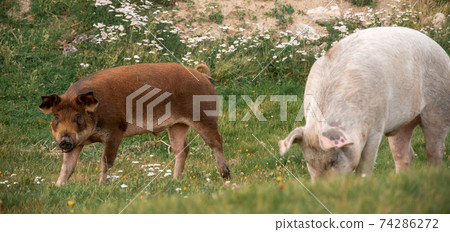 two pigs on a field of a farm two pigs on a field of a farm 74286272