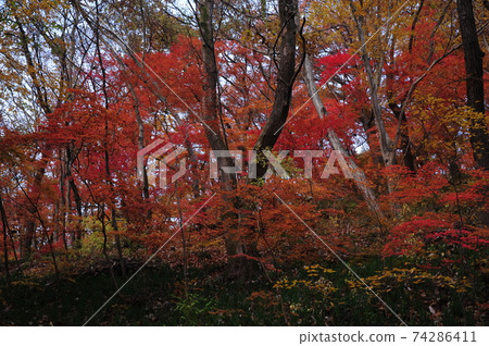 Provincial Park, Seonunsan, Maple, Autumn Provincial Park, Seonunsan, Maple, Autumn 74286411