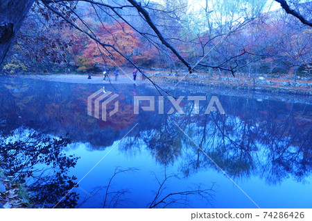 Provincial Park, Seonunsan, Maple, Autumn Provincial Park, Seonunsan, Maple, Autumn 74286426