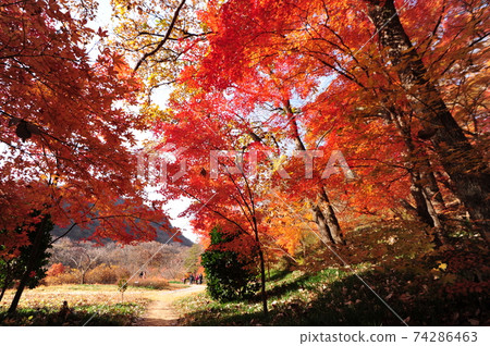 Provincial Park, Seonunsan, Maple, Autumn 74286463