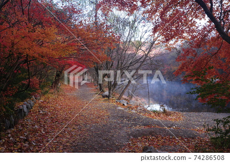 高句郡，仙雲山，省立公園，秋天，楓樹葉。 74286508