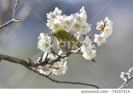 白眼花[早春]花田風格的白眼 74287414