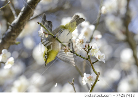 白眼花[初春]展開翅膀的白眼 74287418