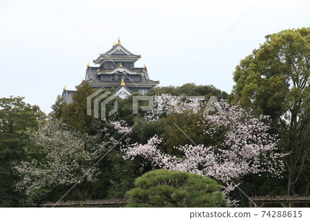 後樂園的櫻花和岡山城 74288615