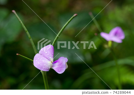 Black cowpea flowers and young cowpeas Black cowpea flowers and young cowpeas 74289044