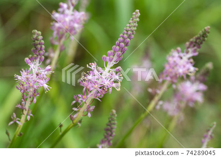 Turbo花 Turbo花 74289045