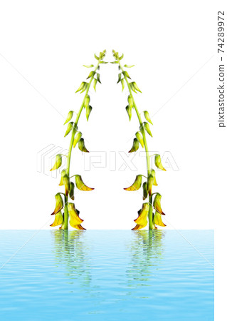 Blossoming flower isolated on white background 74289972