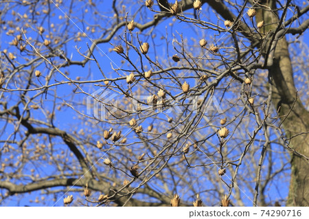 Lilywood (Hantenbok) with many fruits Lilywood (Hantenbok) with many fruits 74290716