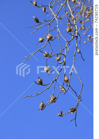 Lilywood (Hantenbok) with many fruits Lilywood (Hantenbok) with many fruits 74290719