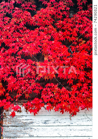 夏秋與明亮的紅色秋天的落葉 夏秋與明亮的紅色秋天的落葉 74290821