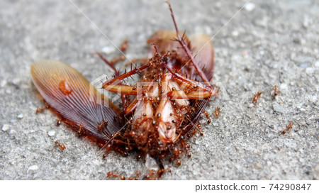 ants eat dead insect ants eat dead insect 74290847
