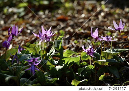 赤山公園裡盛開的赤草花 74291337