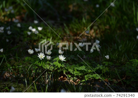 銀蓮花radde花盛開在三上山公園 74291340