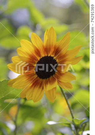 Sun Flower Sun Flower 74291369