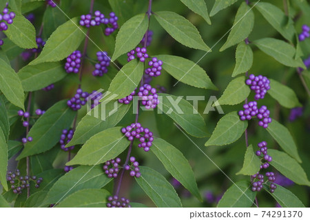 Japanese bean 74291370
