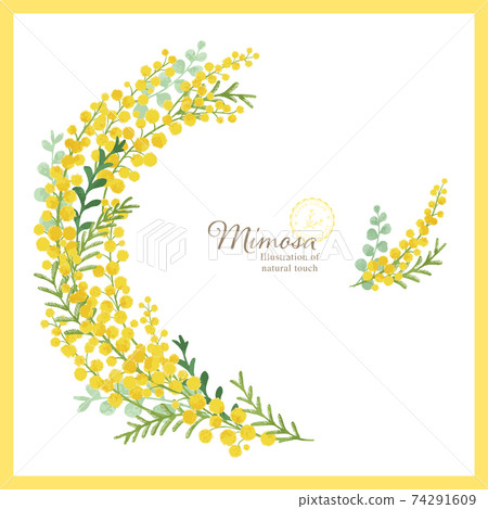 Mimosa hand-drawn illustration / circle frame Mimosa hand-drawn illustration / circle frame 74291609