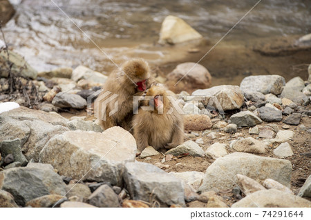 Japanese macaques entering the hot springs of Jigokudani Yaen-Koen, Yamanouchi Town, Nagano Prefecture Japanese macaques entering the hot springs of Jigokudani Yaen-Koen, Yamanouchi Town, Nagano Prefecture 74291644