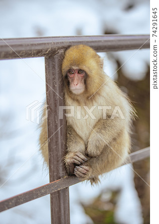 Japanese macaques entering the hot springs of Jigokudani Yaen-Koen, Yamanouchi Town, Nagano Prefecture Japanese macaques entering the hot springs of Jigokudani Yaen-Koen, Yamanouchi Town, Nagano Prefecture 74291645