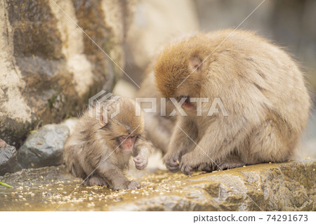 Japanese macaques entering the hot springs of Jigokudani Yaen-Koen, Yamanouchi Town, Nagano Prefecture Japanese macaques entering the hot springs of Jigokudani Yaen-Koen, Yamanouchi Town, Nagano Prefecture 74291673