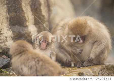 Japanese macaques entering the hot springs of Jigokudani Yaen-Koen, Yamanouchi Town, Nagano Prefecture Japanese macaques entering the hot springs of Jigokudani Yaen-Koen, Yamanouchi Town, Nagano Prefecture 74291674