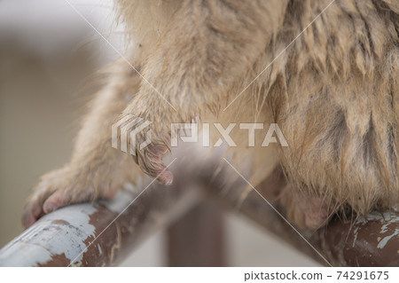 日本獼猴進入長野縣山之內町地獄谷Yaen-Koen的溫泉 日本獼猴進入長野縣山之內町地獄谷Yaen-Koen的溫泉 74291675