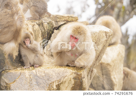 Japanese macaques entering the hot springs of Jigokudani Yaen-Koen, Yamanouchi Town, Nagano Prefecture Japanese macaques entering the hot springs of Jigokudani Yaen-Koen, Yamanouchi Town, Nagano Prefecture 74291676