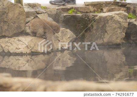 日本獼猴進入長野縣山之內町地獄谷Yaen-Koen的溫泉 日本獼猴進入長野縣山之內町地獄谷Yaen-Koen的溫泉 74291677