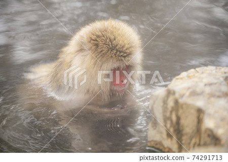 Japanese macaques entering the hot springs of Jigokudani Yaen-Koen, Yamanouchi Town, Nagano Prefecture Japanese macaques entering the hot springs of Jigokudani Yaen-Koen, Yamanouchi Town, Nagano Prefecture 74291713