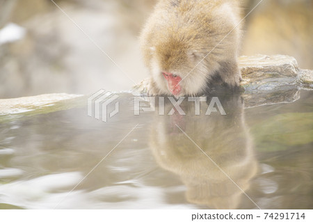 Japanese macaques entering the hot springs of Jigokudani Yaen-Koen, Yamanouchi Town, Nagano Prefecture 74291714