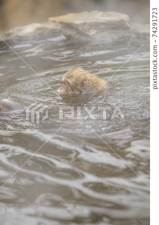 Japanese macaques entering the hot springs of Jigokudani Yaen-Koen, Yamanouchi Town, Nagano Prefecture 74291723