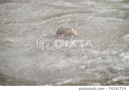 Japanese macaques entering the hot springs of Jigokudani Yaen-Koen, Yamanouchi Town, Nagano Prefecture 74291724