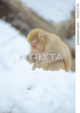 Japanese macaques entering the hot springs of Jigokudani Yaen-Koen, Yamanouchi Town, Nagano Prefecture Japanese macaques entering the hot springs of Jigokudani Yaen-Koen, Yamanouchi Town, Nagano Prefecture 74291750
