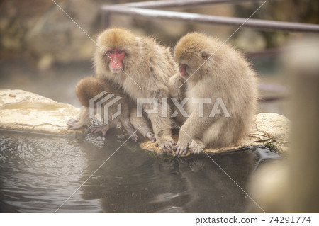 Japanese macaques entering the hot springs of Jigokudani Yaen-Koen, Yamanouchi Town, Nagano Prefecture 74291774