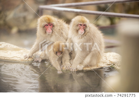 Japanese macaques entering the hot springs of Jigokudani Yaen-Koen, Yamanouchi Town, Nagano Prefecture Japanese macaques entering the hot springs of Jigokudani Yaen-Koen, Yamanouchi Town, Nagano Prefecture 74291775