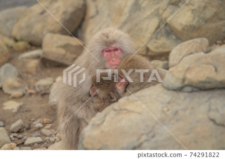 Japanese macaques entering the hot springs of Jigokudani Yaen-Koen, Yamanouchi Town, Nagano Prefecture 74291822