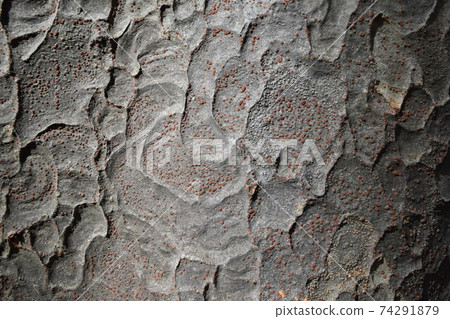 Zelkova skin Zelkova skin 74291879