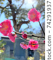 Sun and plum blossom 74291937