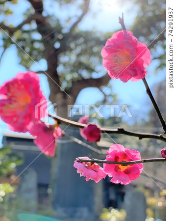 太陽和梅花 太陽和梅花 74291937