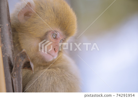 Japanese macaques entering the hot springs of Jigokudani Yaen-Koen, Yamanouchi Town, Nagano Prefecture 74291954