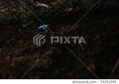 Jade flying away from a stream at super speed Jade flying away from a stream at super speed 74291998