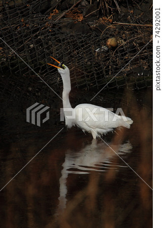 A desperate heron that preys on fish larger than its mouth 74292001