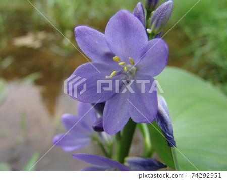 Water mallow flower up 74292951