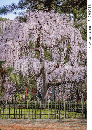 （京都府）京都御苑，垂枝櫻花 74293018