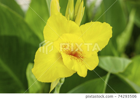 黃色美人蕉花 74293506