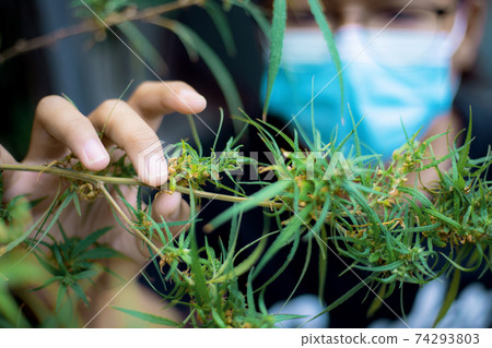 Researchers are studying cannabis. Researchers are studying cannabis. 74293803