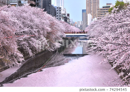 Sightseeing in Tokyo [Spring: Cherry blossom viewing on the Meguro River] Large number of flower rafts 9 74294545