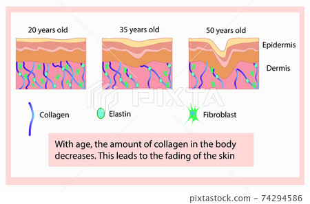 Vector illustration of structure cells with collagen, elastin and fibroblast, aging process Vector illustration of structure cells with collagen, elastin and fibroblast, aging process 74294586